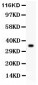 Anti-GPX1 Picoband Antibody